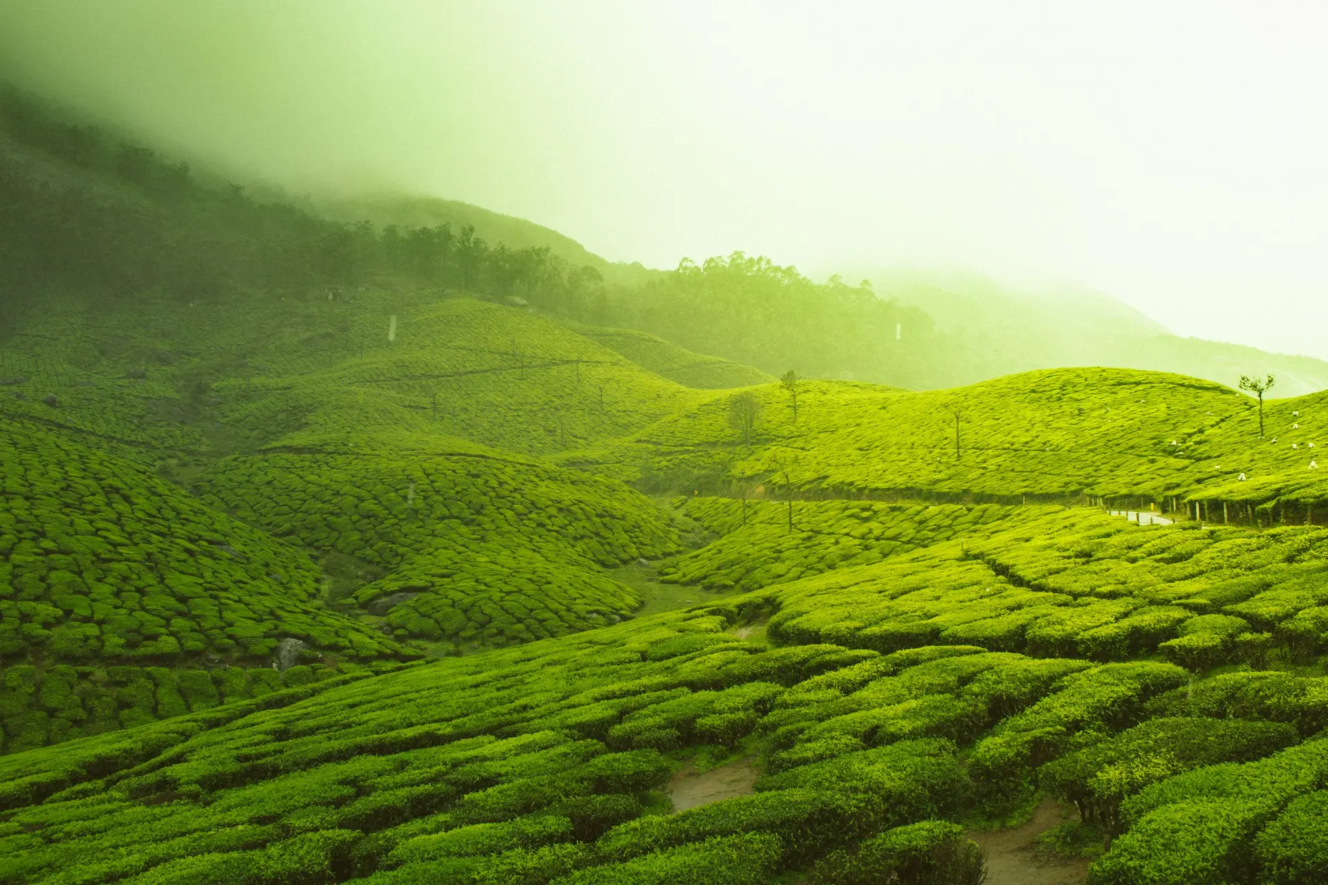 green fields